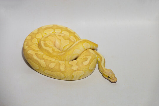 Yellow python, portrait of a ball python on white background Dark-eyed pet snake