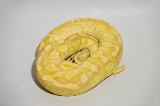 Yellow python, portrait of a ball python on white background Dark-eyed pet snake