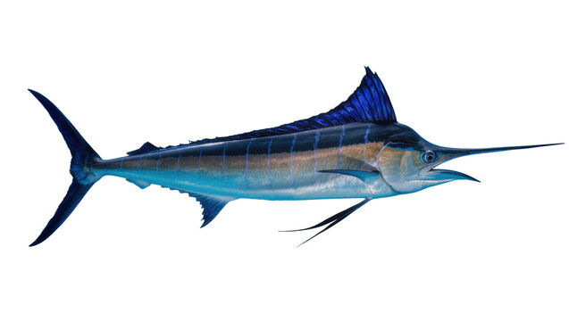 Majestic blue marlin fish with sharp bill, isolated on transparent background
