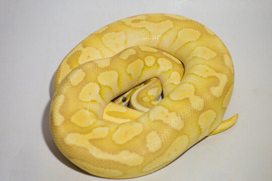 Yellow ball python snake coiled on white background, exotic reptile pet with detailed pattern and texture, studio lighting, isolated subject perfect for wildlife, pet, and nature concept.