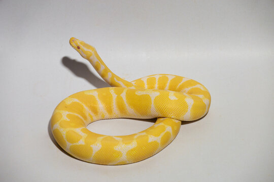 Yellow python, portrait of a ball python on white background Dark-eyed pet snake