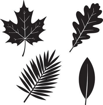 Four different types of leaves in black and white