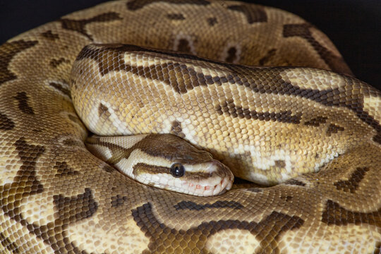 EN:Close-up of ball python snake resting, detailed scales and natural brown pattern, exotic reptile with textured skin, macro wildlife concept perfect for pet, biology, and nature content.