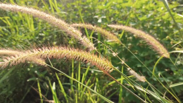 Fluffy cogon grass swaying gently in the breeze under the warm, serene afternoon sun, capturing a peaceful natural scene.