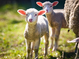 Two young lambs standing in a sunlit pasture © The.Focus.Rebel