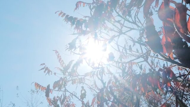 Sunlight Shining Through Staghorn Sumac Branches