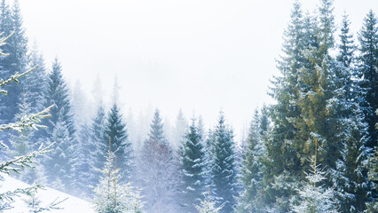 winter landscape, foggy green coniferous forest in the snow, fairy-tale atmosphere, poster, postcard, © Hordina Anastasia 