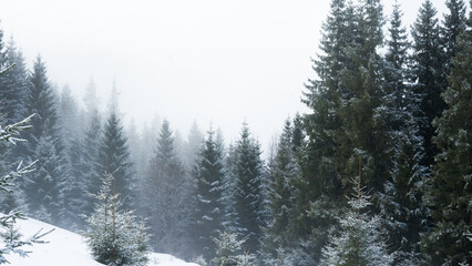 winter landscape, foggy green coniferous forest in the snow, fairy-tale atmosphere, poster, postcard, © Hordina Anastasia 