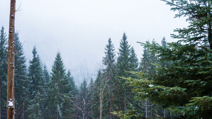 winter landscape, foggy green coniferous forest in the snow, fairy-tale atmosphere, poster, postcard, © Hordina Anastasia 