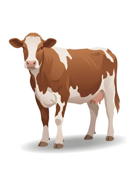 A realistic illustration of a brown and white dairy cow standing on a white background