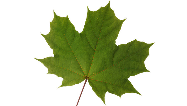 Single green maple leaf with pointed lobes, isolated on transparent background