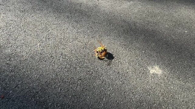 Two wasps interacting on rough asphalt in bright sunlight closeup of striped insects on urban ground