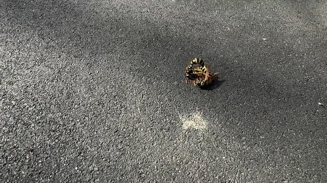 Two wasps interacting on rough asphalt in bright sunlight closeup of striped insects on urban ground