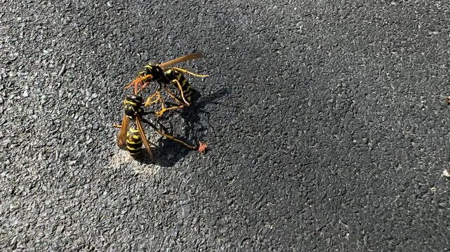 Closeup of two striped wasps interacting on rough black asphalt in bright sunlight. Urban wildlife scene with yellow and black insects, sharp detail, natural behavior and outdoor texture.