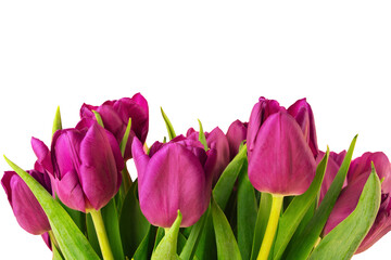 Fototapeta premium A bouquet of pink tulips. Isolated object.