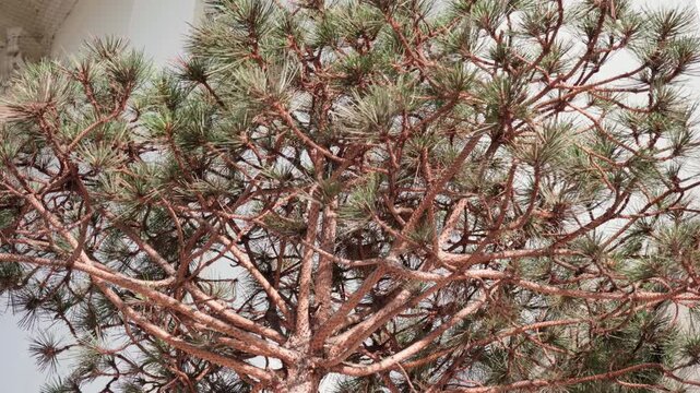 Pine needles moving gently in the wind