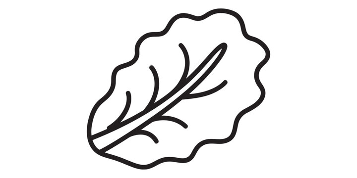 A simple black and white line art illustration representing a single fresh organic lettuce leaf Vector, illustration