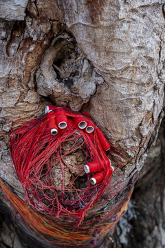 Sacred tree in Maheswarnath Mandir hindu temple, Triolet, Mauritius