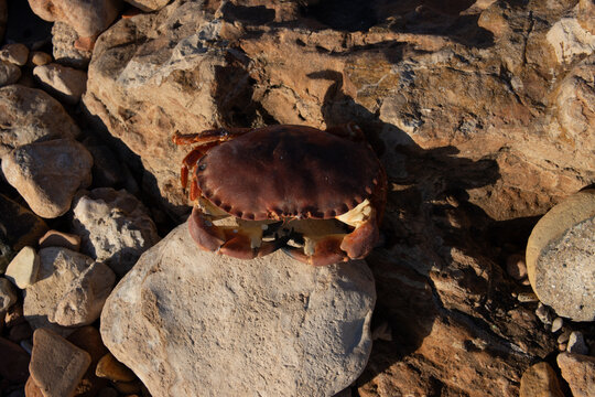 Dark brown crab with visible claws resting on pebbled coastal stones, sunlight casting sharp shadows on its textured carapace in an intertidal shore habitat