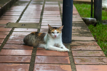 CAT xith green eyes in the garden © ric