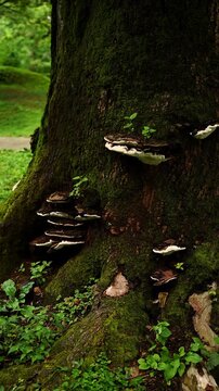Shelf Fungi Growing on Mossy Tree Trunk, Bracket Mushrooms on Old Bark, Forest Ecosystem Biodiversity. Ganoderma Applanatum in Wild Nature, Green Moss and Fungi Texture Background, Woodland Scene