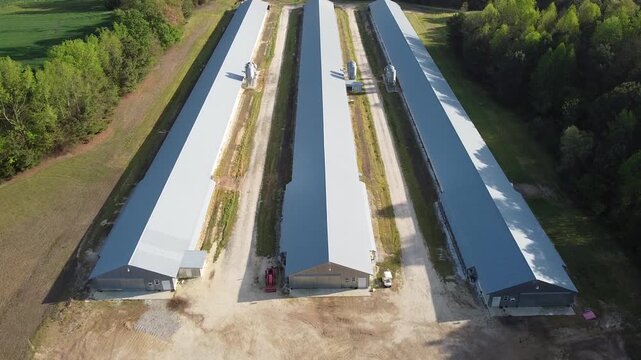 flying over a poultry farm