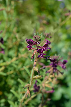 Bat faced cuphea purple flowers - Latin name - Cuphea lanceolata Purple Passion