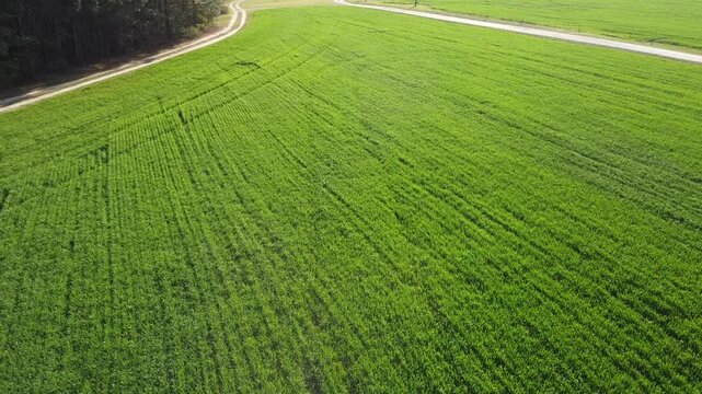 rows of fields in southern united states