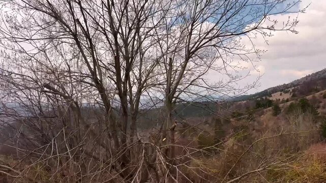 POV driving through forest in Serbia motion view from car window mountain travel.Point of view from a passenger seat driving through a forest in the mountains of Serbia. Motion blur of trees