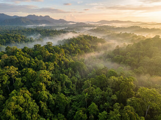 Fototapeta premium Aerial View of Lush Tropical Rainforest Green Canopy Morning Mist Earth Day Nature Conservation