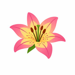 Obraz premium Pink Lily Flower Botanical Illustration Floral Clipart