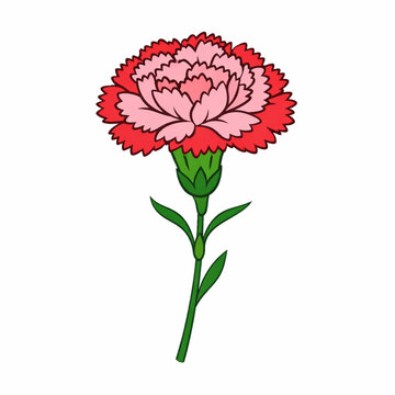 Red and pink carnation flower on green stem vector illustration isolated