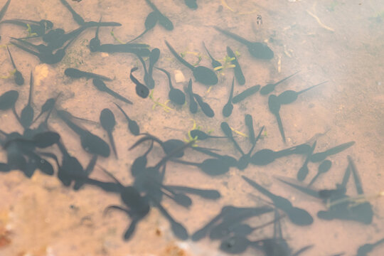 Macro view of dark anuran tadpoles swimming in shallow water during the breeding season.