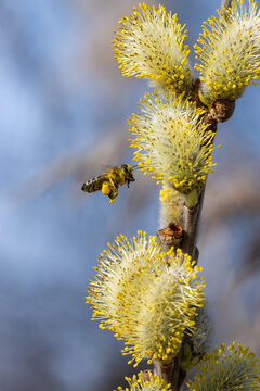 Biene im Anflug zum Pollensammeln an Weidenk&auml;tzchen der Salweide - Apis an Salix caprea