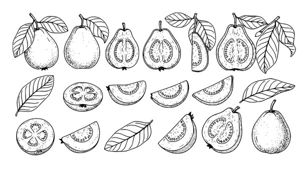 Minimal guava fruit sketch icon set whole halves slices leaves vector isolated on white background