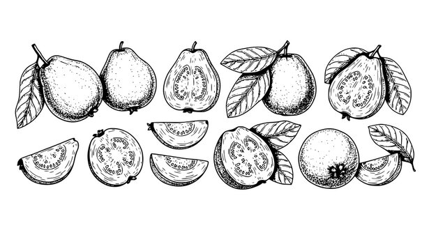 Guava fruit sketch collection hand drawn whole sliced halves with leaves vector isolated on white