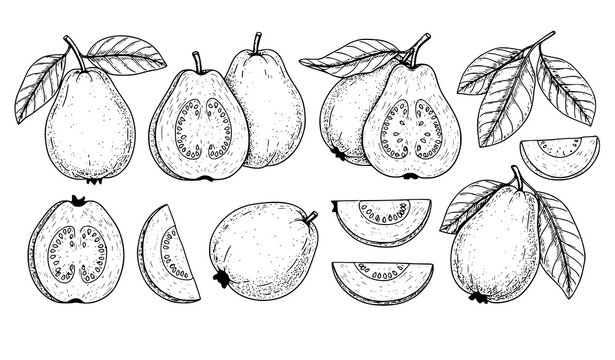 Hand drawn guava fruit set whole halves slices leaves botanical sketch vector isolated on white background