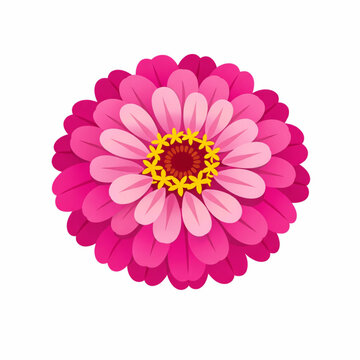 Pink zinnia flower blossom with detailed petals vector illustration isolated
