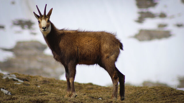 View of a lone chamois stands proudly on a grassy knoll against a backdrop of melting snow and rugged terrain in the French Alps, Crozet, Auvergne-Rhone-Alpes, France.