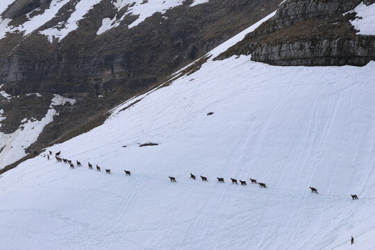 View of a herd of chamois traverses a snow-covered mountain slope, a stark white canvas against the rugged, brown rock face, Crozet, Auvergne-Rhone-Alpes, France.