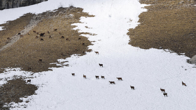 View of a herd of chamois gracefully traversing the snow-dusted slopes, their dark silhouettes contrasting against the pale landscape, Crozet, Auvergne-Rhone-Alpes, France.