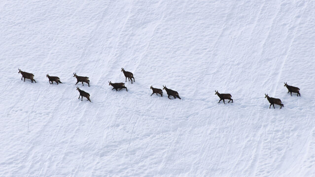 View of a group of chamois traversing a snowy landscape, their dark silhouettes contrasting against the pristine white, creating a striking scene, Crozet, Auvergne-Rhone-Alpes, France.