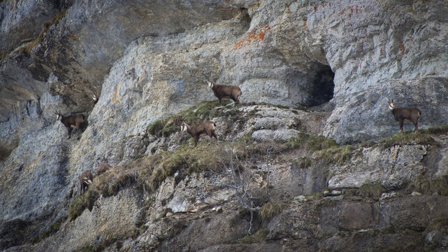 View of chamois goats perched on a rugged, multi-tiered cliff face with a dark cave entrance, amidst patches of moss and dry grass, Crozet, Auvergne-Rhone-Alpes, France.