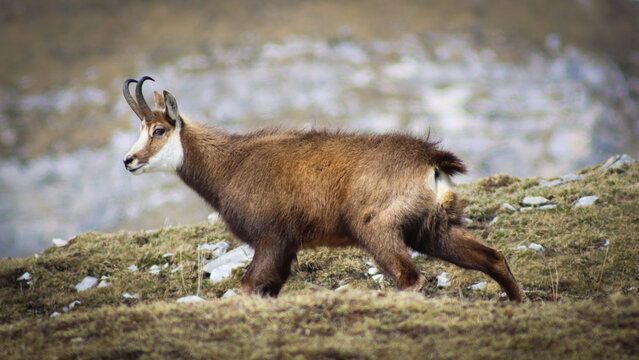 View of a chamois gracefully strides across the rugged, grassy terrain, its coat a blend of earthy browns and blacks against the muted backdrop, Crozet, Auvergne-Rhone-Alpes, France.
