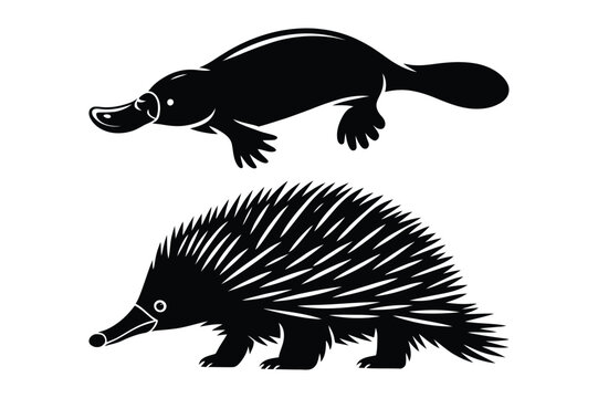 Black silhouette vector illustration of a platypus and an echidna