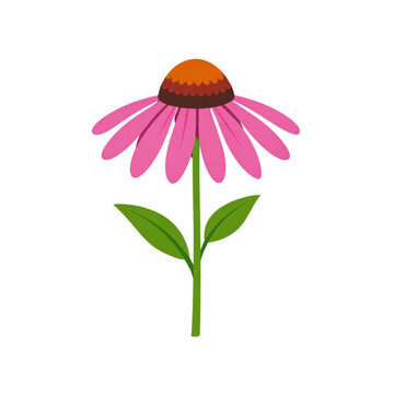 Pink echinacea coneflower with green stem vector illustration isolated
