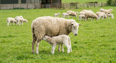 Fototapeta premium White sheep nursing baby lamb spring portrait