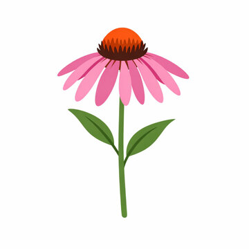 Echinacea Coneflower Medicinal Plant Botanical Illustration