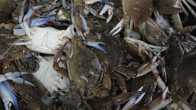 Freshly caught live blue crabs moving in a bucket