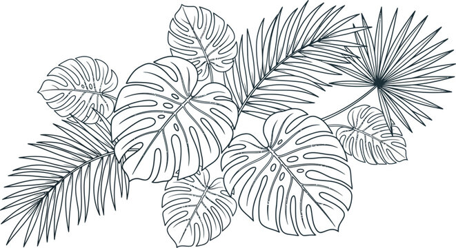 Tropical leaves illustration black and white line art
Black and white line art illustration of various tropical leaves